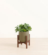 Load image into Gallery viewer, Olive stand:walnut