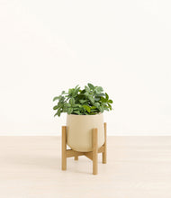 Load image into Gallery viewer, Almond Green stand:bamboo