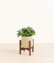 Load image into Gallery viewer, Almond Green stand:walnut