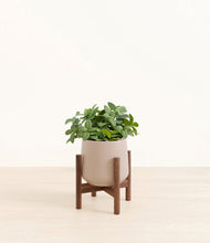 Load image into Gallery viewer, Eternal Gray stand:walnut