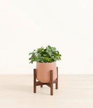 Load image into Gallery viewer, Calm Rose stand:walnut