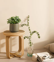 Load image into Gallery viewer, Olive