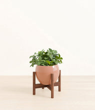 Load image into Gallery viewer, Calm Rose stand:walnut
