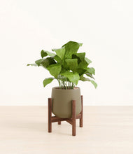 Load image into Gallery viewer, Olive stand:walnut