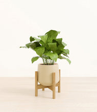 Load image into Gallery viewer, Almond Green stand:bamboo