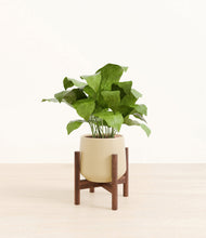 Load image into Gallery viewer, Almond Green stand:walnut