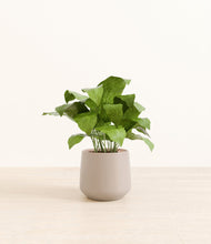 Load image into Gallery viewer, Eternal Gray