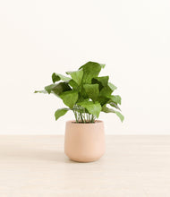 Load image into Gallery viewer, Gentle Pink