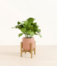 Load image into Gallery viewer, Calm Rose stand:bamboo