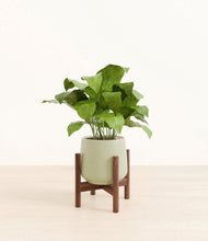 Load image into Gallery viewer, Turquoise stand:walnut