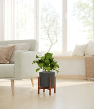 Load image into Gallery viewer, Dark Olive stand:walnut