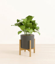 Load image into Gallery viewer, Dark Olive stand:bamboo