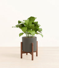 Load image into Gallery viewer, Dark Olive stand:walnut