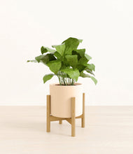 Load image into Gallery viewer, Cream stand:bamboo