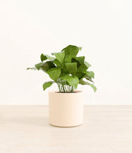 Load image into Gallery viewer, Cream