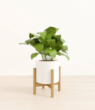 Load image into Gallery viewer, White stand:bamboo