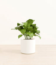 Load image into Gallery viewer, White