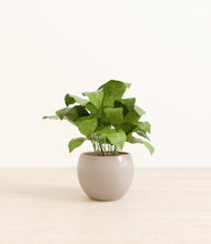 Load image into Gallery viewer, Desert Brown