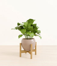 Load image into Gallery viewer, Desert Brown stand:bamboo