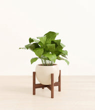 Load image into Gallery viewer, Shiny EggWhite stand:walnut