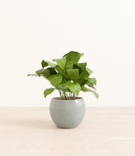 Load image into Gallery viewer, Deep Ocean