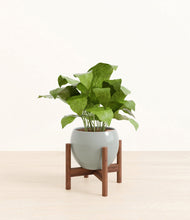 Load image into Gallery viewer, Deep Ocean stand:walnut