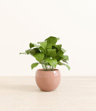 Load image into Gallery viewer, Calm Rose