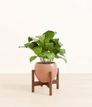 Load image into Gallery viewer, Calm Rose stand:walnut