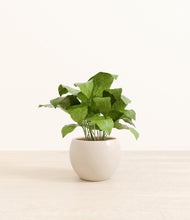 Load image into Gallery viewer, Shiny EggWhite