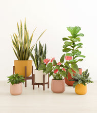 Load image into Gallery viewer, Evening Sky stand:two_stands