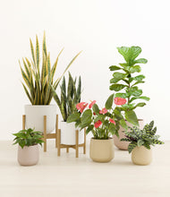 Load image into Gallery viewer, Misty Morning stand:two_stands