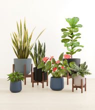 Load image into Gallery viewer, Mountain Top stand:four_stands