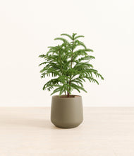 Load image into Gallery viewer, Olive*****Profile