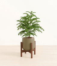 Load image into Gallery viewer, Olive stand:walnut