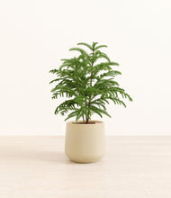 Load image into Gallery viewer, Almond Green*****Profile