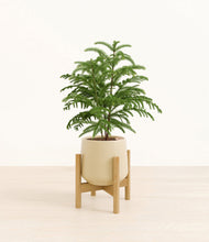 Load image into Gallery viewer, Almond Green stand:bamboo