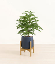 Load image into Gallery viewer, Deep Navy stand:bamboo