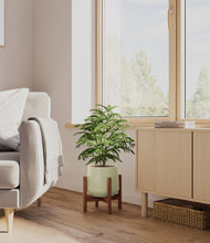 Load image into Gallery viewer, Turquoise stand:walnut