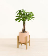 Load image into Gallery viewer, Gentle Pink stand:bamboo