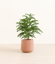 Load image into Gallery viewer, Calm Rose*****Profile