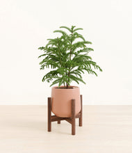 Load image into Gallery viewer, Calm Rose stand:walnut