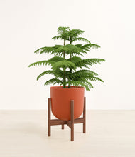 Load image into Gallery viewer, Earth Red stand:walnut