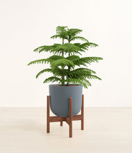 Load image into Gallery viewer, Iron Gray stand:walnut