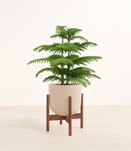 Load image into Gallery viewer, Sandy Pink stand:walnut