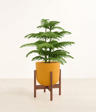 Load image into Gallery viewer, Sunset Orange stand:walnut