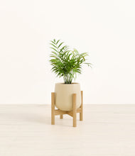 Load image into Gallery viewer, Almond Green stand:bamboo