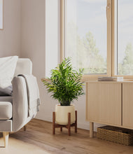 Load image into Gallery viewer, Almond Green stand:walnut