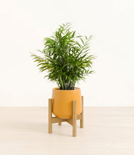 Load image into Gallery viewer, Mustard stand:bamboo