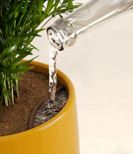 Load image into Gallery viewer, Mustard stand:all