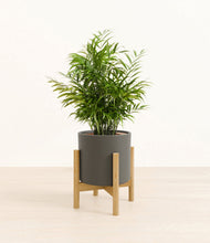 Load image into Gallery viewer, Dark Olive stand:bamboo
